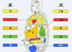 脏腑空间的生理和病理