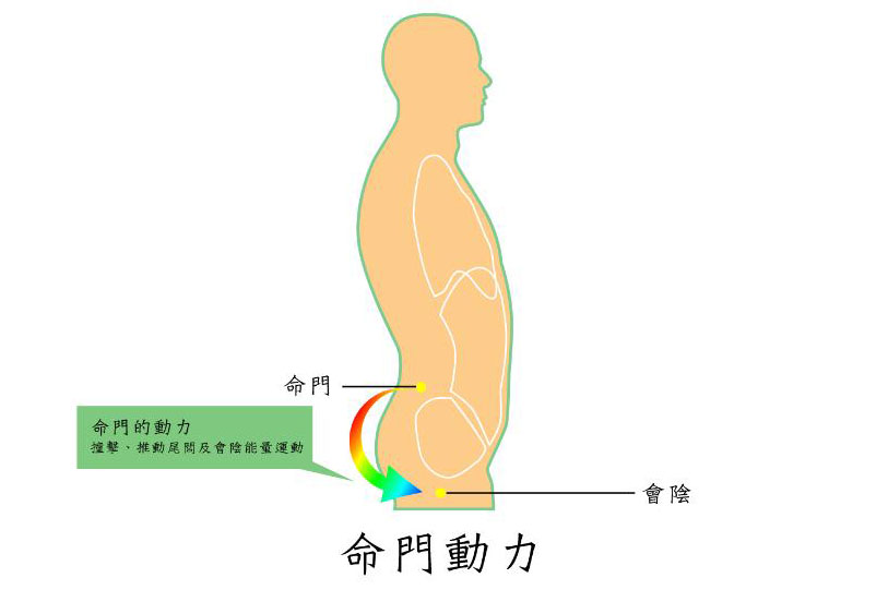 人体动力系统