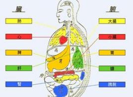 脏腑空间的生理和病理